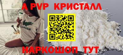 спайс Кингисепп